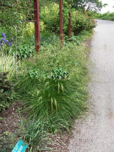 Śmiałek darniowy (Deschampsia cespitosa) Bronzeschleier c1 zdjęcie 7