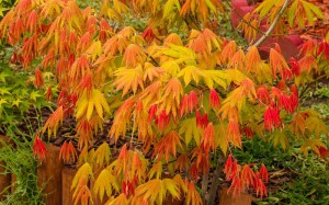 Klon Shirasawy (Acer shirasawum) Jordan c3 zdjęcie 8