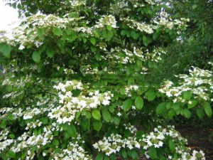 Kalina japońska (Viburnum plicatum) Watanabe sadzonka zdjęcie 5