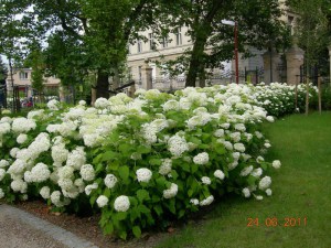 Hortensja drzewiasta Strong Annabelle Incrediball c3 zdjęcie 8