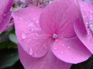 Hortensja ogrodowa (Hydrangea) Blue Sky c3 zdjęcie 7