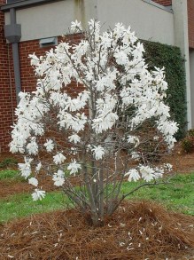 Magnolia gwiaździsta biała (Magnolia stellata) c2 zdjęcie 7