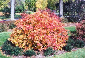 Fotergilla większa (Fothergilla major) c3 zdjęcie 8