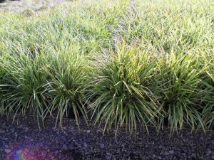 Trawa turzyca Morrowa (Carex morrowii) Ice Dance zdjęcie 6
