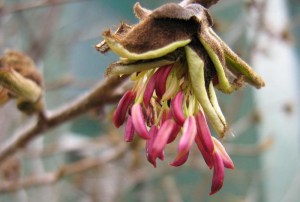 Parocja perska (Parrotia persica) c5 sadzonka zdjęcie 8