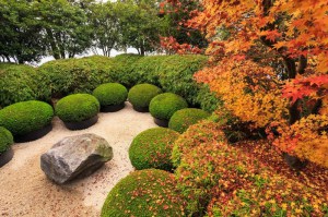 Bukszpan (Buxus sempervirens) c2 zdjęcie 8