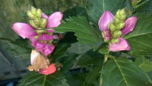 Żółwik ukośny (Chelone obliqua) różowy zdjęcie 7