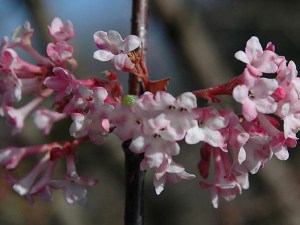 Kalina bodneńska (Viburnum bodnanense) Dawn c2 zdjęcie 8