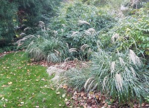 Miskant chiński (Miscanthus chinensis) Little Zebra zdjęcie 8