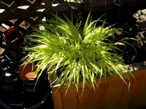Trawa bambusowa (Hakonechloa) Aureola zdjęcie 7