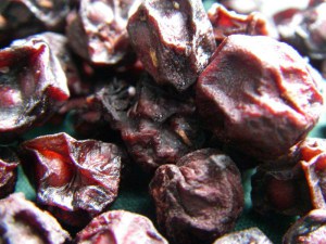 Cytryniec chiński (Schisandra chinensis) Sadova Nr 1 zdjęcie 7