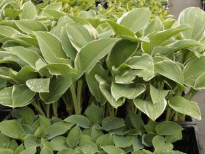 Funkia (Hosta) Tom Schmid sadzonka zdjęcie 7