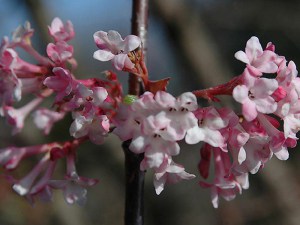 Kalina bodneńska (Viburnum bodnanense) Dawn zdjęcie 8