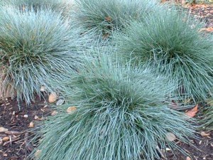 Kostrzewa Sina (Festuca glauca) Niebieska Trawa zdjęcie 5