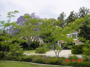 Albicja (Albizia julibrissin) jedwabne drzewo zdjęcie 8
