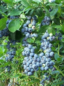 Borówka amerykańska Earliblue c2 zdjęcie 7