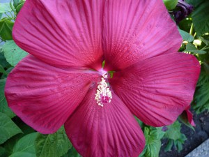 Hibiskus bylinowy (Hibiscus) Southern Belle zdjęcie 6