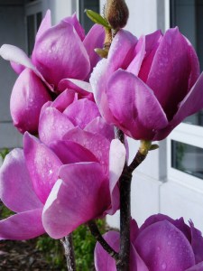 Magnolia Cleopatra c4 zdjęcie 1