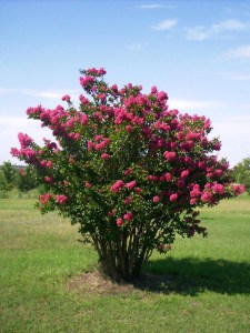 Lagerstremia indyjska (Lagerostroemia indica) zdjęcie 8