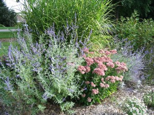 Perowskia łobodolistna (Perovskia) Silvery Blue zdjęcie 4