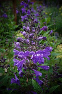 Kocimiętka (Nepeta racemosa) Blue Dragon sadzonka zdjęcie 7