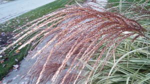 Miskant chiński (Miscanthus chinensis) Variegatus zdjęcie 8