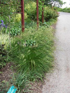 Śmiałek darniowy (Deschampsia cespitosa) c2 zdjęcie 8