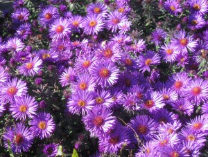 Aster krzaczasty (Aster dumosus) Purple Dome zdjęcie 8