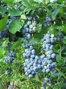 Borówka amerykańska Bluecrop zdjęcie 7