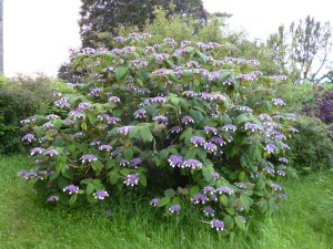 Hortensja kosmata - omszona (Hydrangea aspera) Macrophylla c3 zdjęcie 4