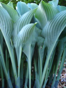 Funkia (Hosta) Krossa Regal sadzonka zdjęcie 7