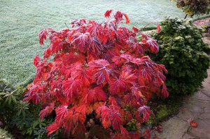 Klon Shirasawy (Acer shirasawum) Autumn Moon c3 zdjęcie 8