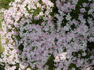 Floks szydlasty (Phlox subulata) Candy Stripes c1 zdjęcie 5