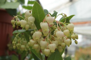 Drzewo truskawkowe (Arbutus unedo) Compactus zdjęcie 8