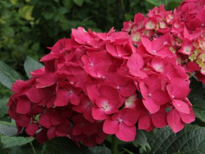 Hortensja ogrodowa (Hydrangea macrophylla) Leuchtfeuer c3 zdjęcie 7