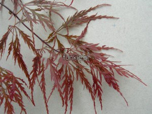 Klon palmowy szczepiony (Acer) Dissectum Garnet c7,5 zdjęcie 3