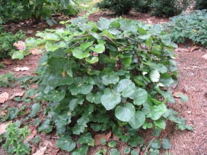 Judaszowiec kanadyjski (Cercis canadensis) Traveller c4 zdjęcie 8