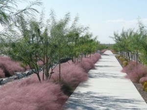Muhlenbergia, Trawa włosowata (Muhlenbergia capilaris) zdjęcie 8