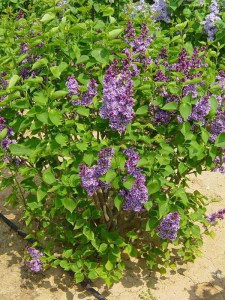 Bez - lilak (Syringa) Sensation c2 zdjęcie 6