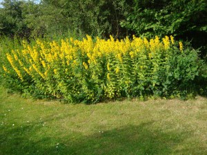 Tojeść kropkowana (Lysimachia punctata) zdjęcie 7