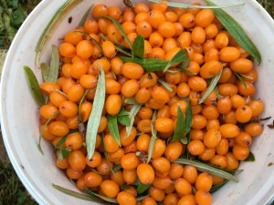 Rokitnik zwyczajny, pospolity (Hippophae rhamnoides) c2 zdjęcie 8