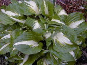 Funkia (Hosta) Night Before Christmas zdjęcie 6