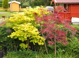 Klon Shirasawy (Acer shirasawum) Aureum c7,5 zdjęcie 7
