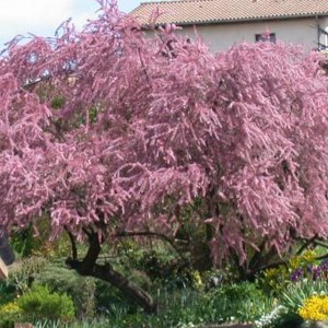 Tamaryszek rozgałęziony (Tamarix ramosissima) Rubra c2 zdjęcie 7
