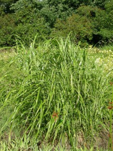 Miskant chiński (Miscanthus sinensis) Giraffe zdjęcie 7