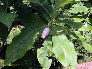 Magnolia parasolowata (Magnolia tripetala) zdjęcie 7