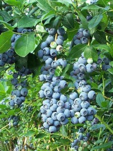 Borówka amerykańska Bluegold c1,5 zdjęcie 7