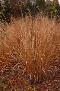 Proso rózgowate (Panicum virgatum) Northwind zdjęcie 7