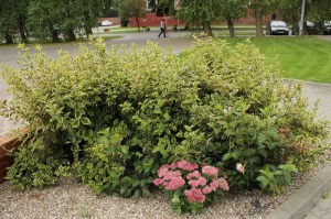 Krzewuszka (Weigela) Variegata c3 zdjęcie 7