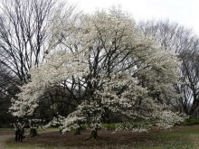 Magnolia japońska (Magnolia kobus) c4 zdjęcie 4